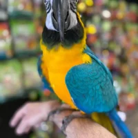 blue and gold macaws for sale