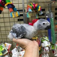 cute african grey parrots for sale