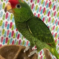 mexican red headed amazons for sale