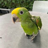 Baby Double Yellow Headed Amazon