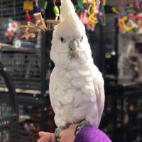 Ducorp Cockatoos for Sale