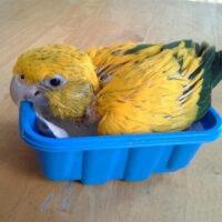 Home baby golden conure available