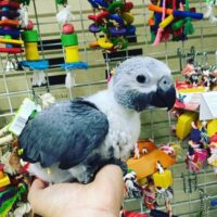 baby timneh african grey parrot