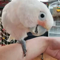 goffin cockatoos for sale