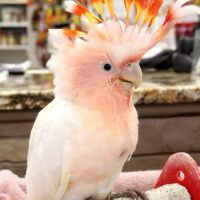 Major Mitchell Cockatoos for Sale