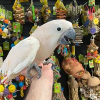 Moluccan Cockatoos for Sale