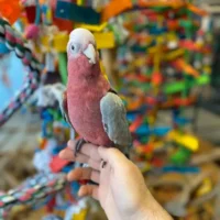 rose breasted cockatoos for sale