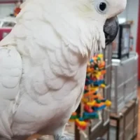 sulfur crested cockatoos for sale