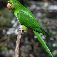 kawall’s amazon parrot