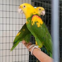pair double yellow headed amazon