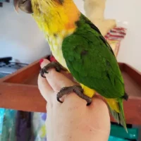 black headed caiques for sale