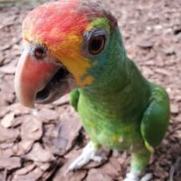 red browed amazon parrot