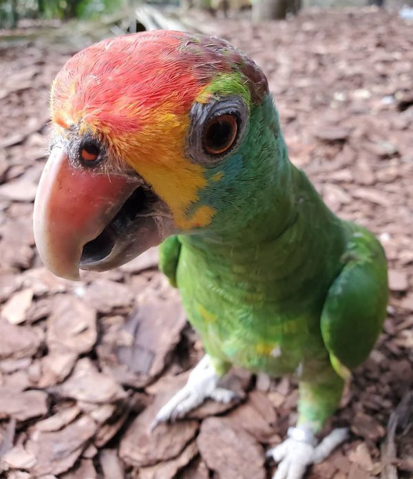 red browed amazon parrot red browed amazon parrot