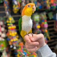 white bellied caiques for sale