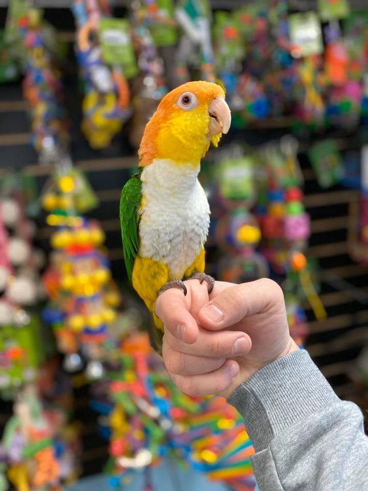 white bellied caiques for sale white bellied caiques for sale