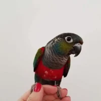 Crimson Bellied Conures for Sale
