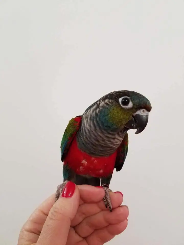 Crimson Bellied Conures for Sale