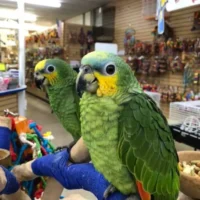 orange winged amazons for sale