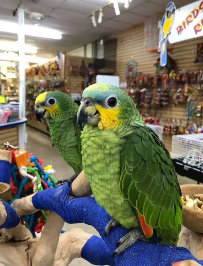 orange winged amazons for sale orange winged amazons for sale