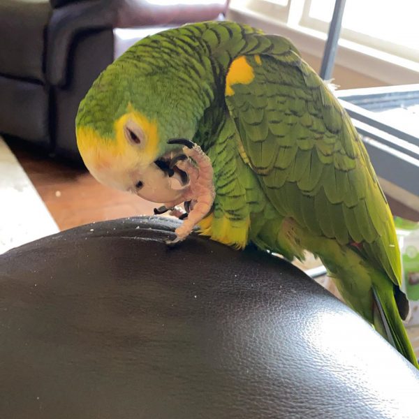 yellow shoulder amazon yellow shoulder amazon