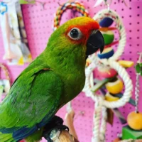 gold capped conures for sale