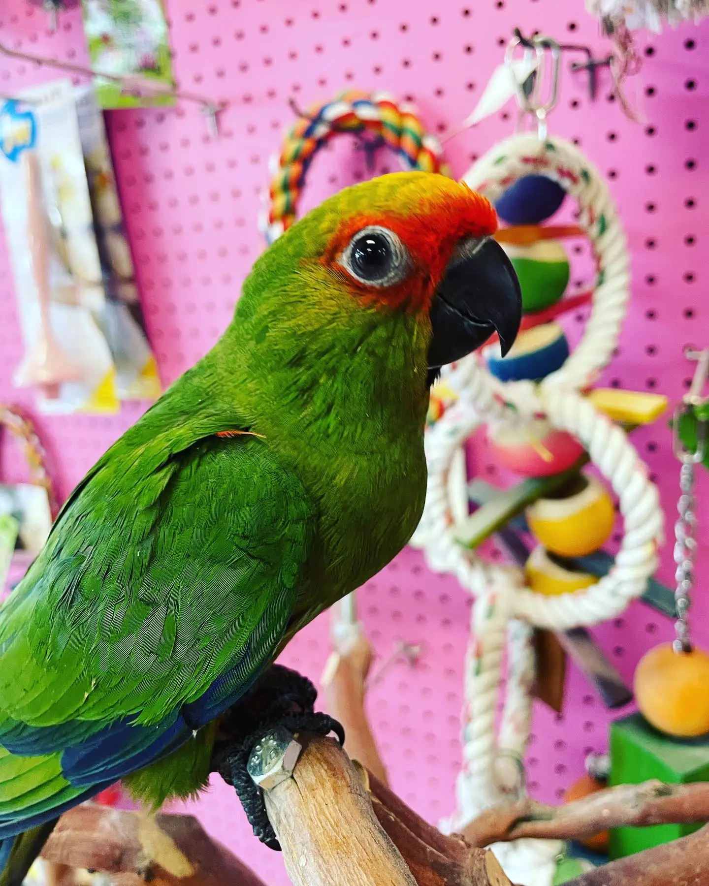 gold capped conures for sale gold capped conures for sale