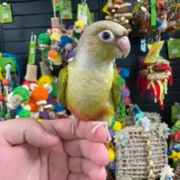 green cheek conures for sale
