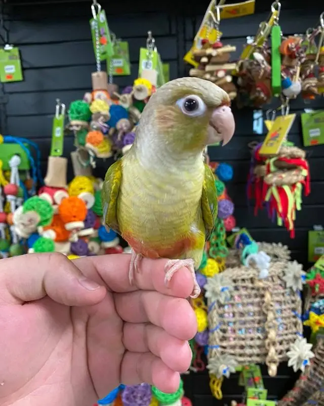 green cheek conures for sale green cheek conures for sale
