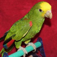 yellow headed amazon parrots