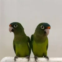 half moon conures for sale