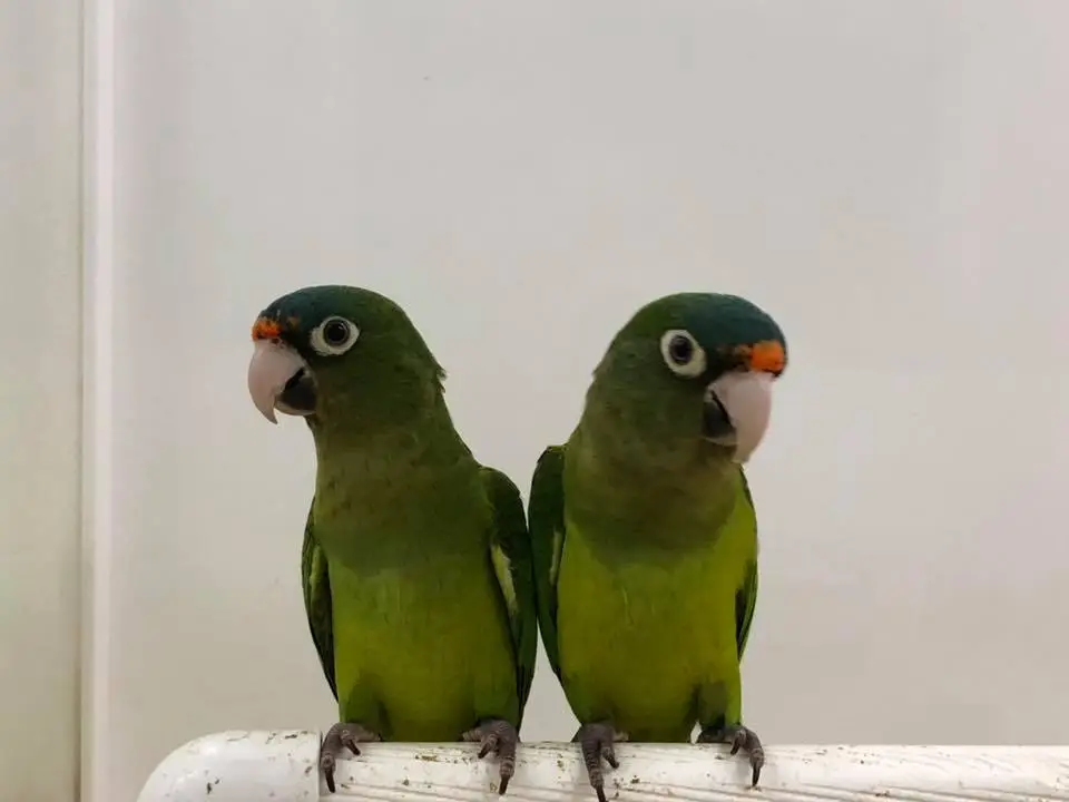 half moon conures for sale half moon conures for sale