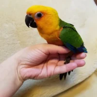 jenday conures for sale