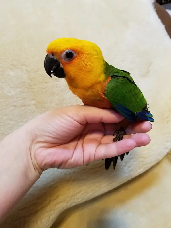 jenday conures for sale jenday conures for sale