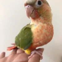Home pineapple colored conures for sale