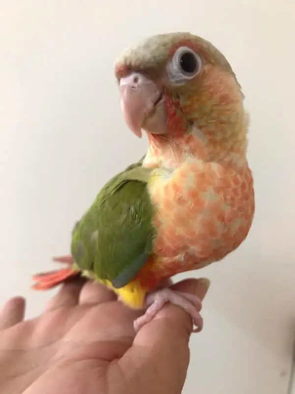 pineapple colored conures for sale pineapple colored conures for sale