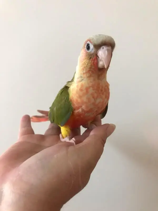 pineapple colored conures for sale pineapple colored conures for sale