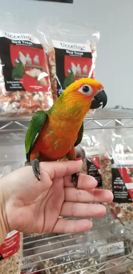 sun conures for sale sun conures for sale