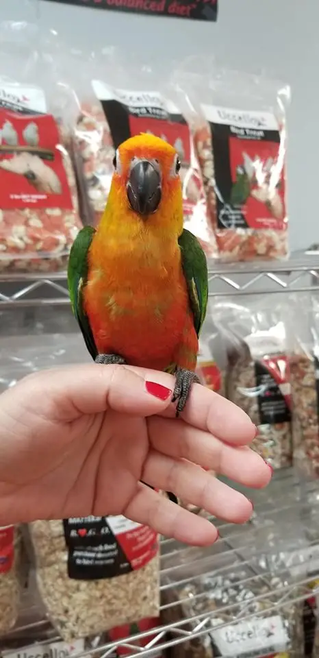 sun conures for sale sun conures for sale