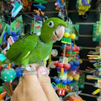 white eye conures for sale