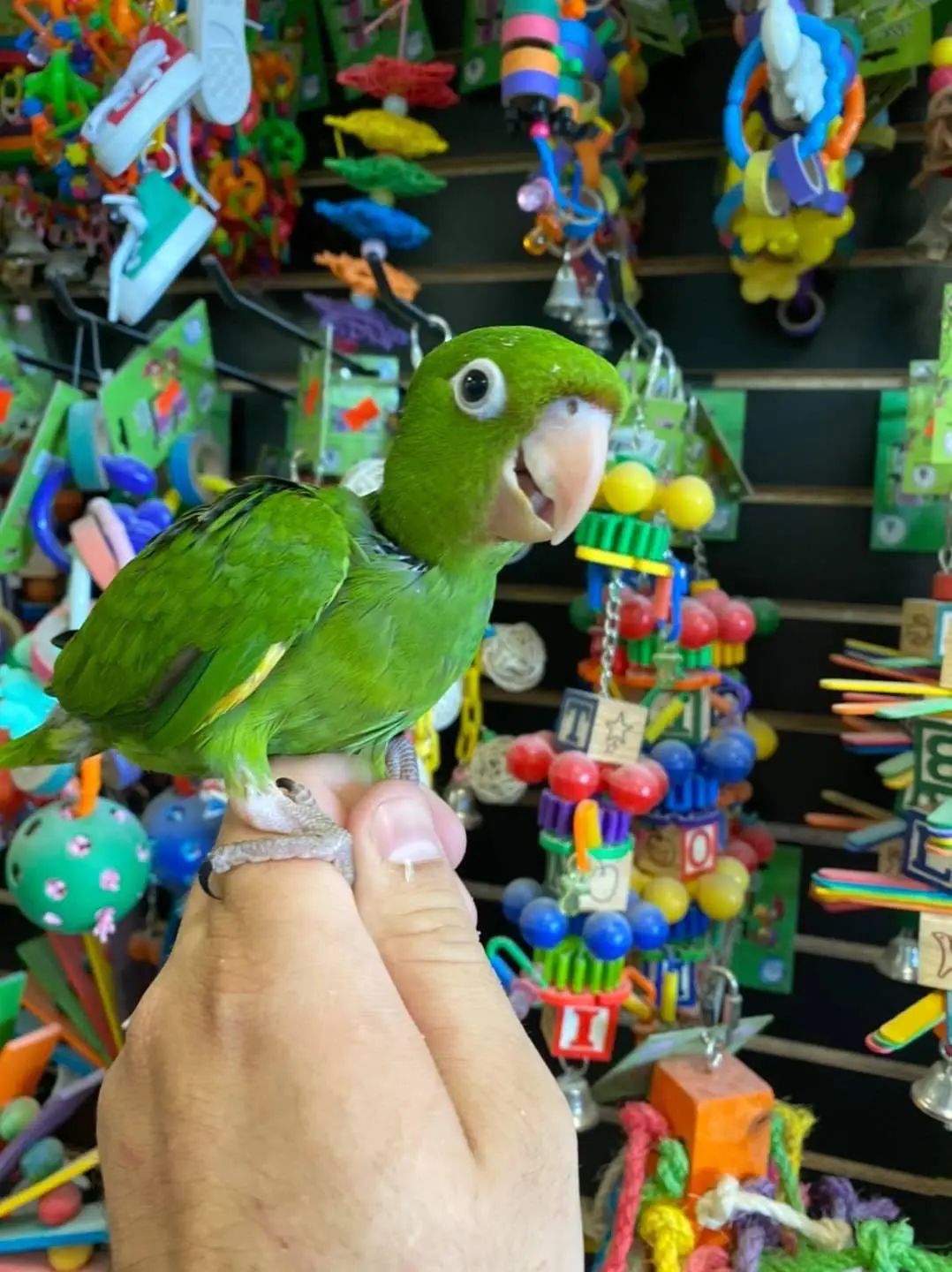 white eye conures for sale white eye conures for sale