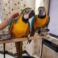 blue and gold macaws parrots