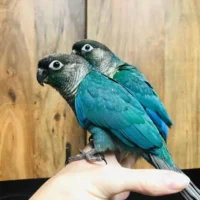 turquoise green cheek conures for sale