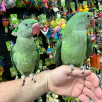 alexandrine ringneck parakeet for sale