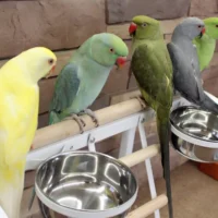 indian ringneck parakeets for sale