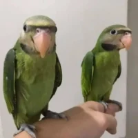 Home moustached parakeets for sale