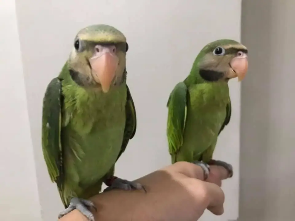 moustached parakeets for sale moustached parakeets for sale
