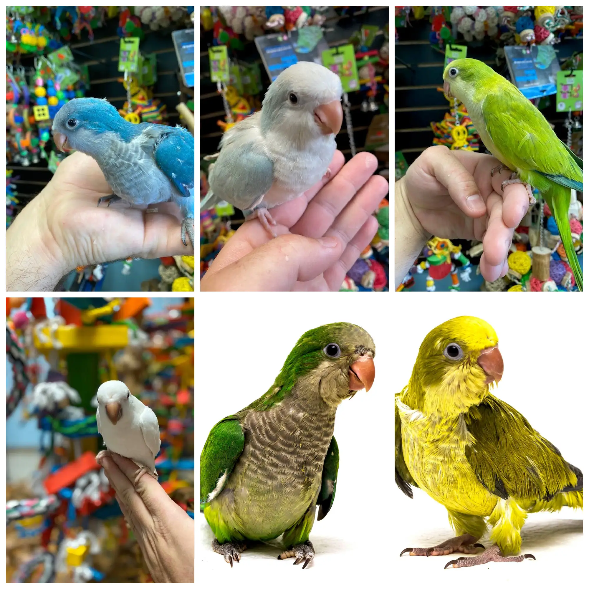 quaker parrots for sale quaker parrots for sale