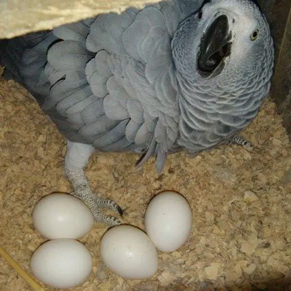 african grey eggs for sale african grey eggs for sale