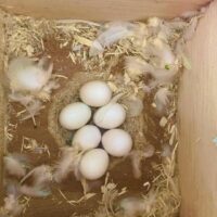 fertile cockatoo eggs for sale