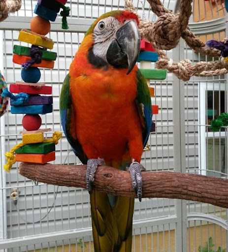 buy catalina macaw parrots buy catalina macaw parrots